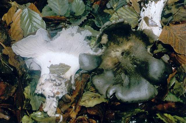 Lyophyllum  helvella  (Boudier)  Clmenon